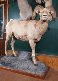 Idaho Rocky Mountain Bighorn Sheep Full Body Taxidermy Ram Mount
