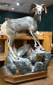 Full Body Stone Sheep in Habitat Taxidermy Ram Mount
