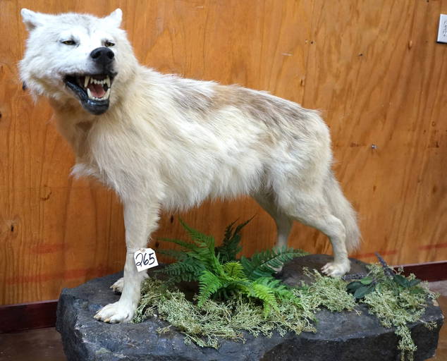 White Arctic Wolf Full Body Taxidermy Mount