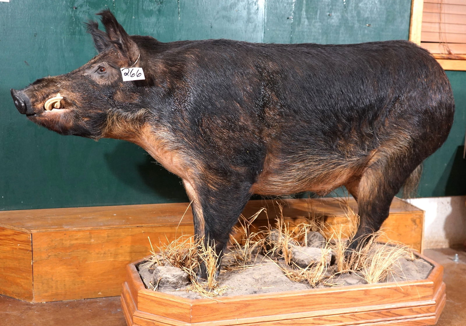 Full Body Wild Boar in Habitat Taxidermy Mount (1 of 5)