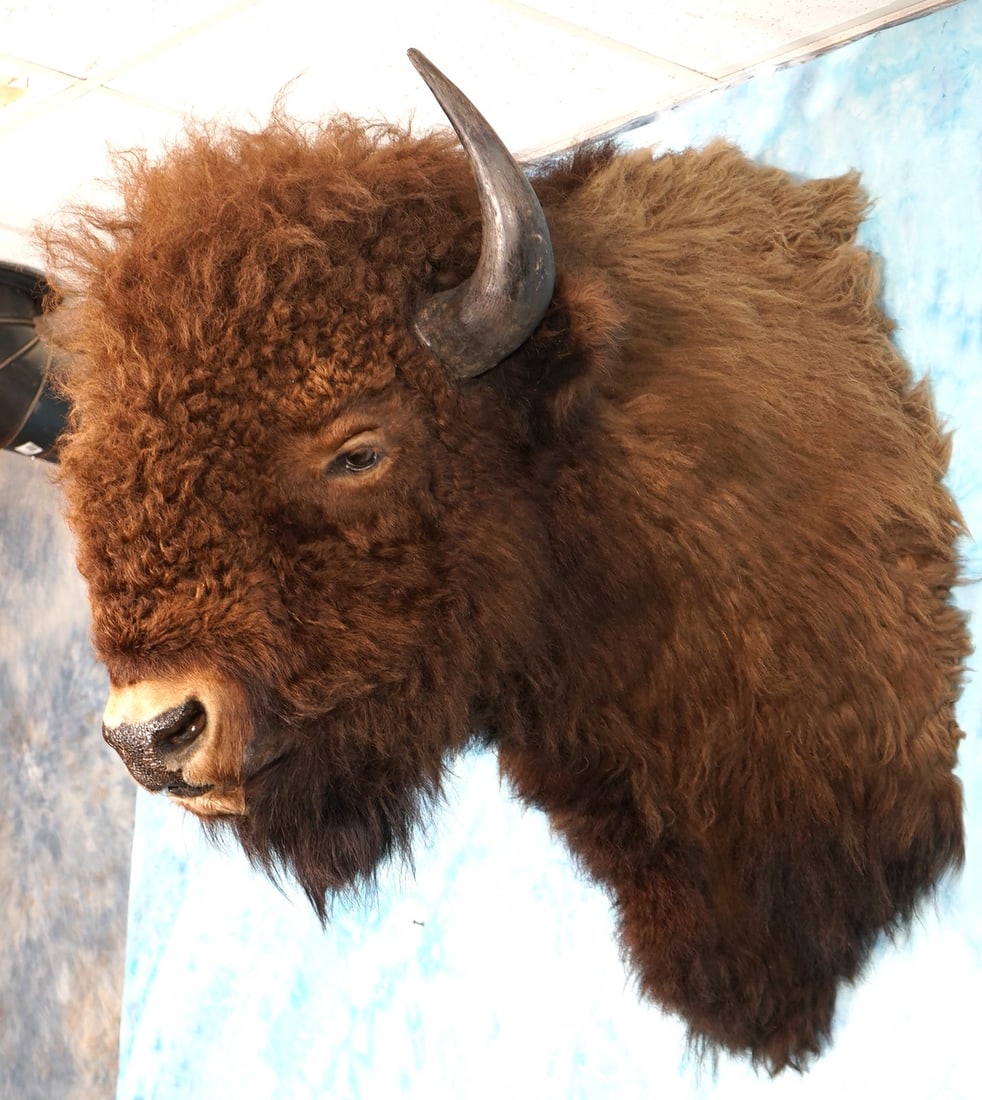 Large American Bison Herd Bull Shoulder Taxidermy Mount (1 of 5)