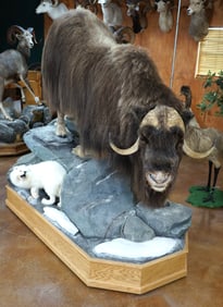 Beautiful Muskox with Artic Fox Full Body Taxidermy Mounts in Habitat