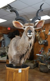 Beautiful African Greater Kudu Shoulder Floor Pedestal Taxidermy Mount