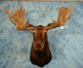 Canadian Moose Shoulder Taxidermy Mount