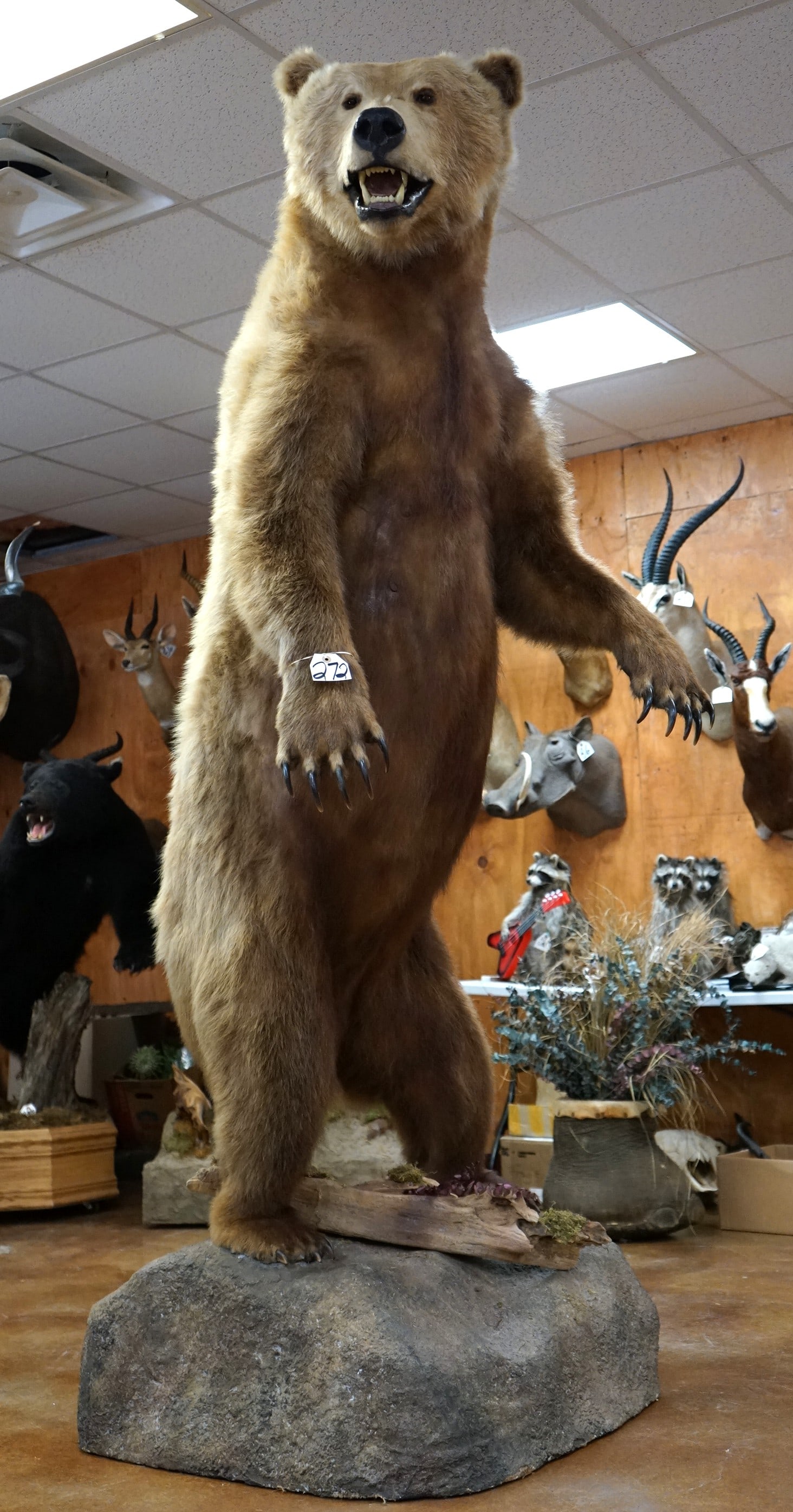9ft. 1" Standing Brown Bear Full Body Taxidermy Mount (1 of 10)