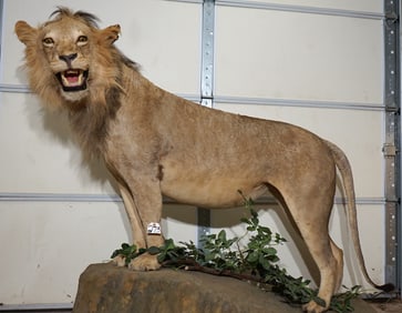Full Body African Lion Taxidermy Mount **TEXAS RESIDENTS ONLY!**