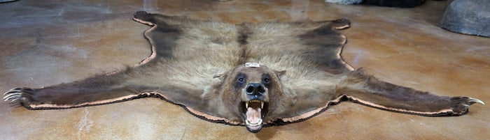 Alaskan Brown Bear Rug Taxidermy Mount