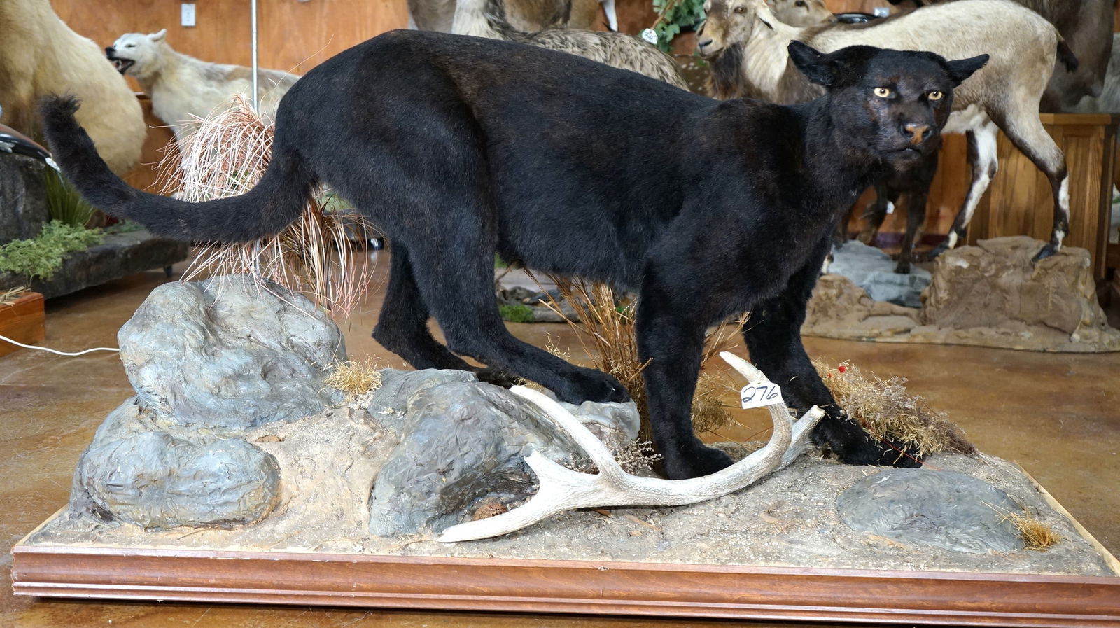 Cool! Full Body Black Panther (Dyed Skin Mountain Lion) Taxidermy Mount: This mount is clean and it is in excellent condition. The habitat is also excellent, but the wood trim around the base could use a little more wood stain. The taxidermist did a great job in dyeing the