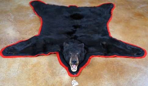 Beautiful Quality Black Bear Rug Taxidermy Mount