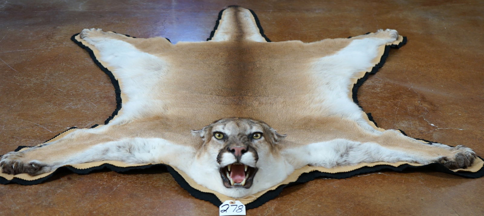 AAA Quality Large Mountain Lion Rug Taxidermy Mount (1 of 7)