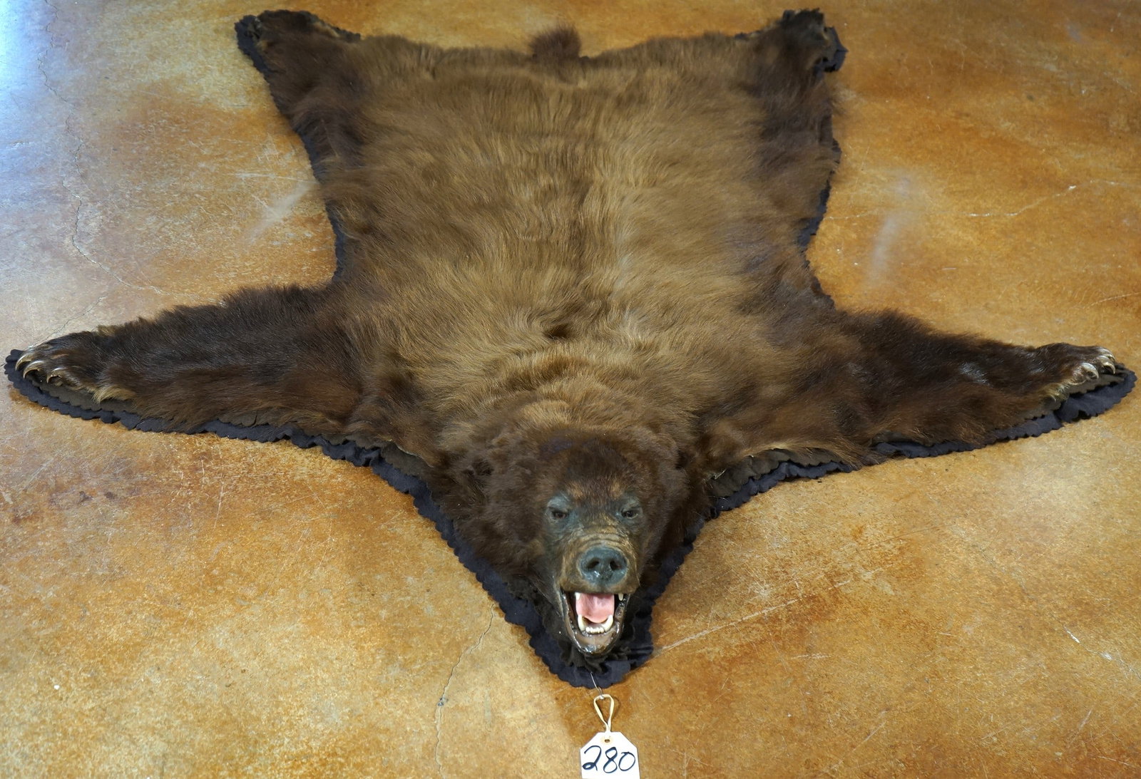 Beautiful Cinnamon colored Black Bear Rug Taxidermy Mount: The Bear Rug is clean and in mint-like condition. The Rug Lady did a fantastic job on this rug, as well as the taxidermist. From the tip of the nose to a straight line drawn between the back edge of b