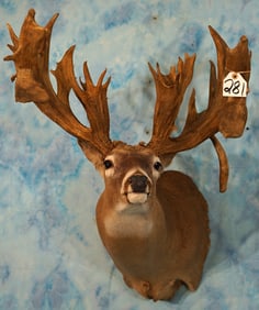 Massive  282 7/8 gross 38pts. Whitetail Deer Shoulder Taxidermy Mount