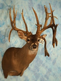 Huge Triple Drop 37pts. 301 1/8" gross Whitetail Deer Shoulder Taxidermy Mount
