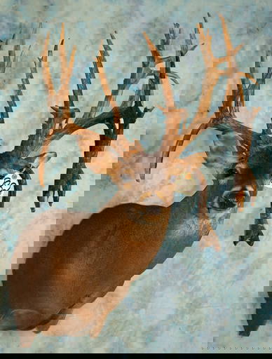 Really Cool Big Club Droptine Non Typical Elk Shoulder Mount Taxidermy