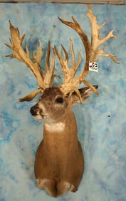 Monster 48pts. 342 5/8" gross Whitetail Deer Shoulder Taxidermy Mount