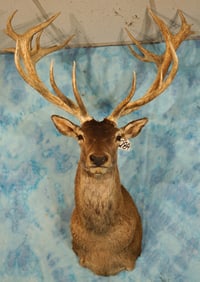 Big 23pts. New Zealand Red Stag Shoulder Taxidermy Mount