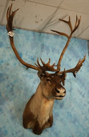Alaskan Barren Ground Caribou Shoulder Taxidermy Mount