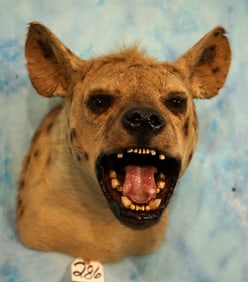 East African Spotted Hyena Shoulder Taxidermy Mount