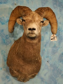 Canadian Rocky Mountain Bighorn Sheep Shoulder Taxidermy Mount