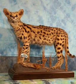 Beautiful African Desert Serval Cat Full Body Taxidermy Mount in Habitat