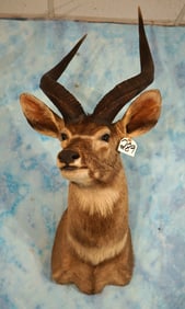 Rare! Ethiopian Mountain Nyala Shoulder Taxidermy Mount