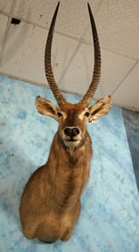 Gold Medal Record Book African Waterbuck Shoulder Taxidermy Mount