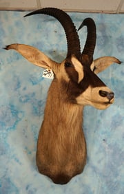 African Roan Antelope Shoulder Taxidermy Mount