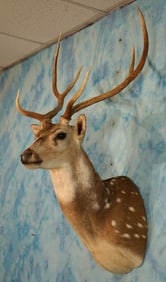 Very Nice Axis Deer Shoulder Taxidermy Mount