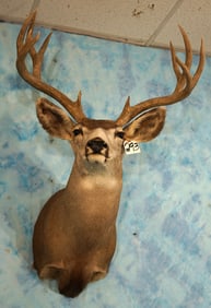 Arizona 5 x 4 Mountain Mule Deer Shoulder Taxidermy Mount