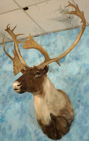Beautiful Alaskan Barren Ground Caribou Shoulder Taxidermy Mount