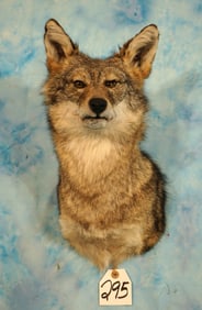 Brand New! Coyote Shoulder Taxidermy Mount