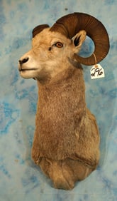 Rocky Mountain Bighorn Sheep Shoulder Taxidermy Ram Mount