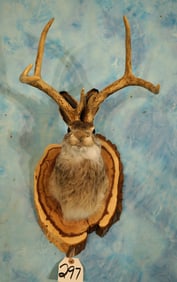 Brand New! Jackalope Shoulder Novelty Taxidermy Mount
