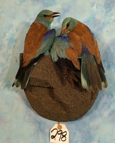 Gorgeous Pair of European Blue Rollers Taxidermy Bird Mounts
