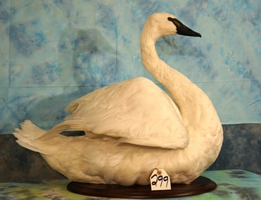 Beautiful White Swan Taxidermy Bird Mount