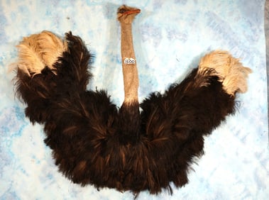 Very Cool! Ostrich Shoulder Taxidermy Bird Mount