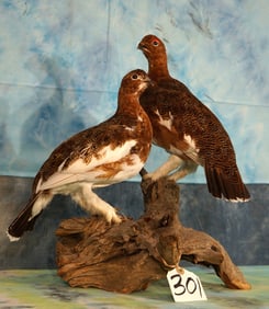 Pair of Beautiful Fall color Phase Alaskan Ptarmigan Taxidermy Bird Mounts