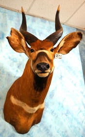 West African Bongo Antelope Shoulder Taxidermy Mount
