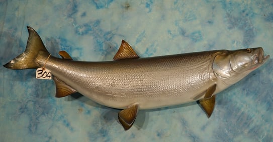 Brand New! 43" Alaskan She Fish Fiberglass Reproduction Taxidermy Fish Mount