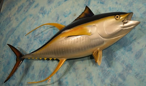 Brand New & Awesome 5ft. & 7" Yellow Fin Tuna Fiberglass Reproduction Taxidermy Fish Mount