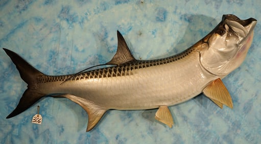 Brand New! 6ft. Tarpon Fiberglass Reproduction Taxidermy Fish Mount