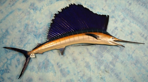 Beautiful 6ft. & 5 1/4" Pacific Sailfish Fiberglass Reproduction Taxidermy Fish Mount