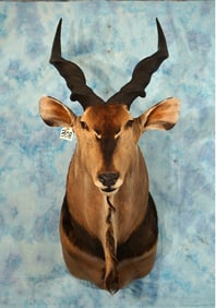 Central African Lord Derby Giant Eland Antelope Shoulder Taxidermy Mount