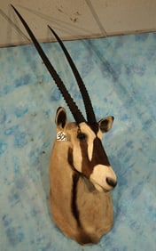 Record Class African Gemsbuck Antelope Shoulder Trophy Taxidermy Mount
