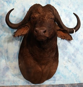 African Cape Buffalo Shoulder Taxidermy Mount