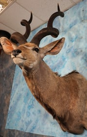 Quality African 52 1/2" Greater Kudu Antelope Shoulder Taxidermy Mount