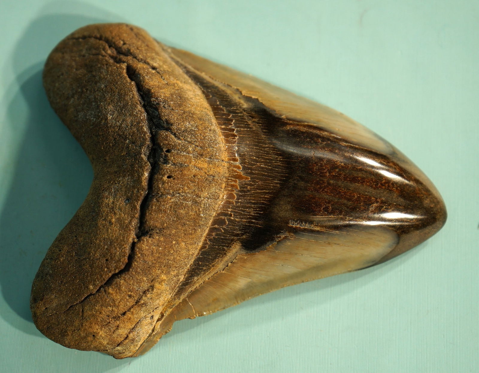 Beautiful Polished Megalodon Fossil Prehistoric Shark Tooth: This Meg tooth is in pristine condition for a Fossil that is thousands of years old. The colors really come out after a long time of polishing. This one is 5" long and absolutely gorgeous. It comes wi