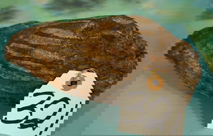 Partial Fossil Mammoth Molar in Matrix