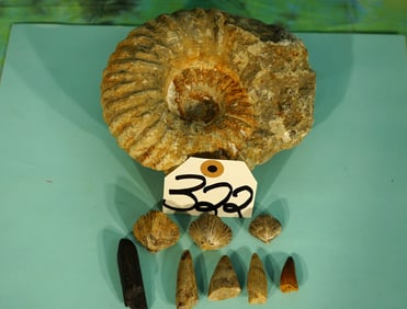 Authentic Fossil Ammonite, Three Types of Dinosaur Teeth, & Brachio Pods