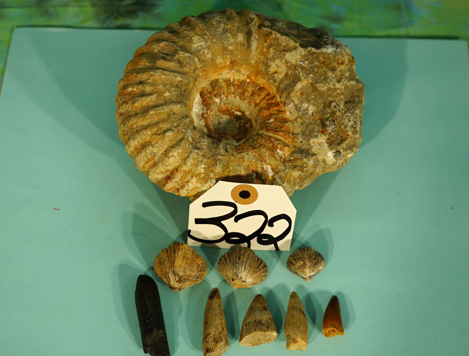 Authentic Fossil Ammonite, Three Types of Dinosaur Teeth, & Brachio Pods: Here we have a nice Ammonite; "Prehistoric Shellfish", with partial matrix. Three Brachio Pods, three Mosasaur teeth, and a Spinosaur Tooth with a Sauropod Tooth. All of these are Authentic.